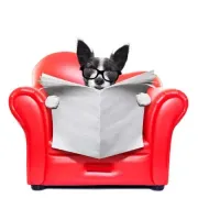 37974693 chien terrier blanc lecture journal vide sur un canape rouge canape ou chaise longue dans le salon i